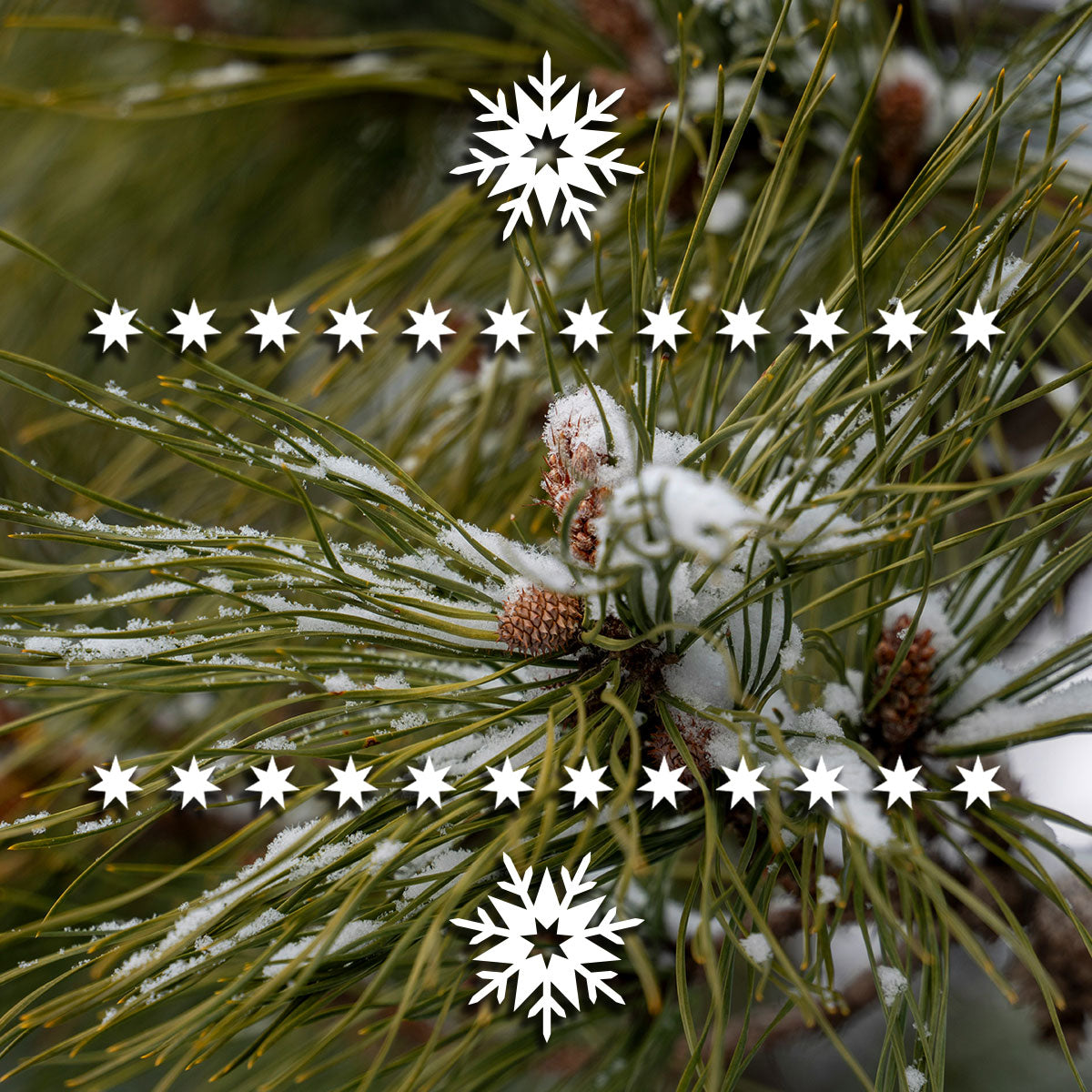 Snow-covered pine branch with snowflakes and stars overlay